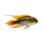 Dwarf Cichlids Dwarf Cichlids